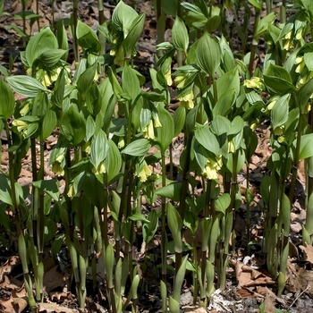 Disporum flavum '' (000649)