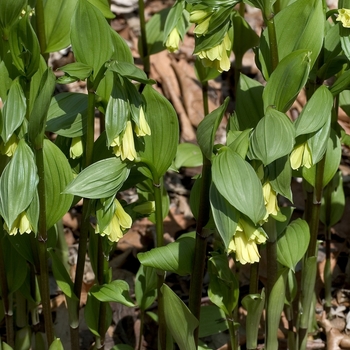 Disporum flavum '' (000650)