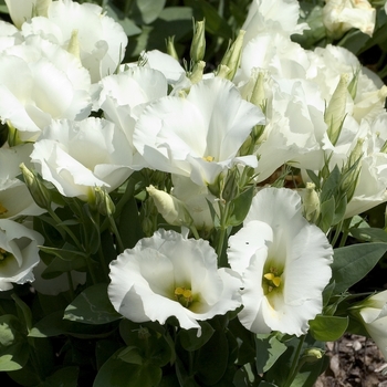 Eustoma grandiflorum 'Forever White' (000672)