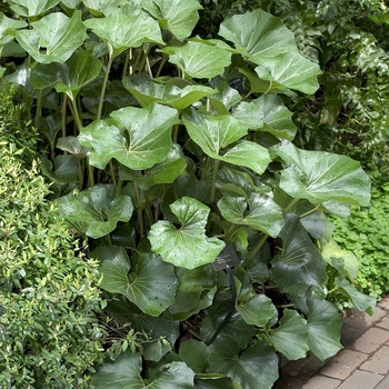 Farfugium japonicum 'Giganteum' (000674)