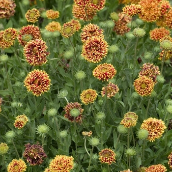 Gaillardia pulchella 'Sundance Bicolor' (000682)