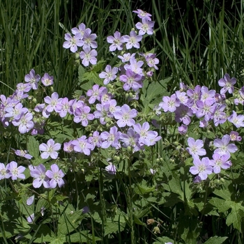 Geranium maculatum '' (000687)