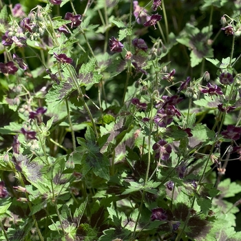 Geranium phaeum 'Samabor' (000689)