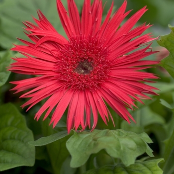 Gerbera jamesonii '' (000693)