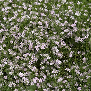 Gypsophila muralis 'Garden Bride' (000699)