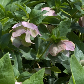 Helleborus purpurascens 'Red Power' (000709)