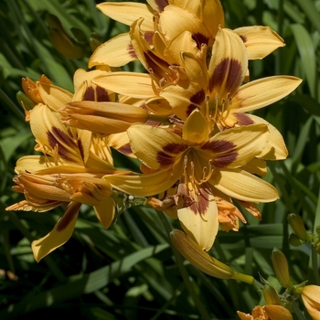 Hemerocallis 'Buckeye' (000719)