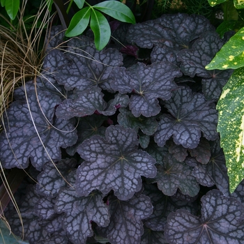 Heuchera 'Velvet Night' (000750)