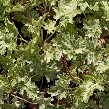 Heuchera 'Snowstorm' (000754)