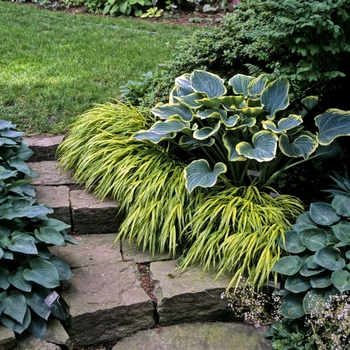 Hosta fortunei '' (000760)