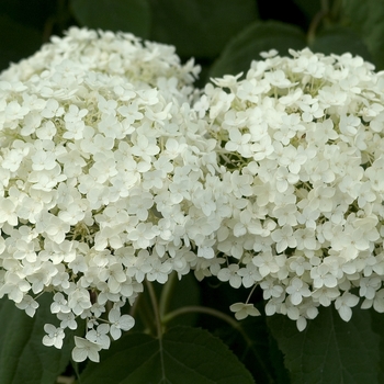 Hydrangea arborescens 'Annabelle' (000766)