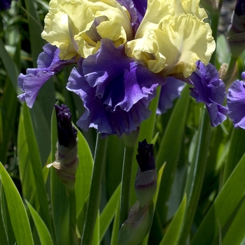 Iris '' (000773)