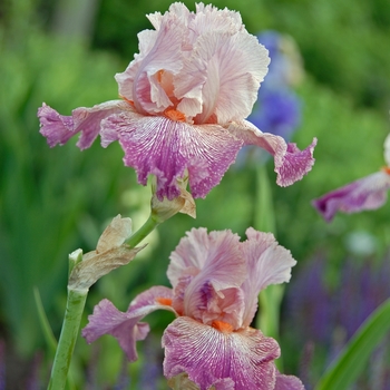 Iris germanica 'Anything Goes' (000775)