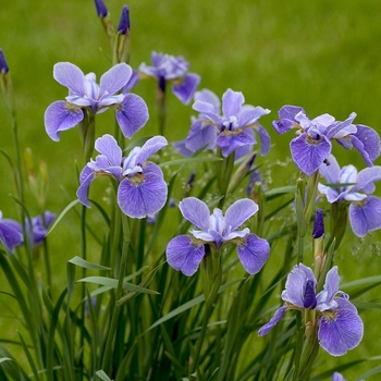 Iris 'China Spring' Iris from Garden Center Marketing