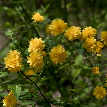 Kerria japonica 'Albescens' (000803)