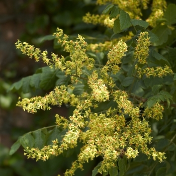 Koelreuteria paniculata '' (000806)