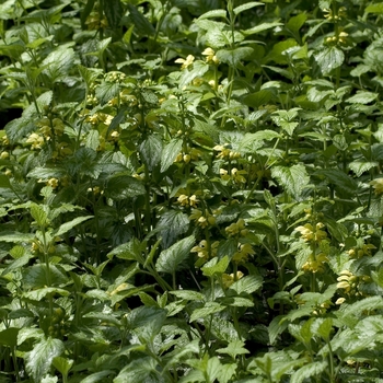 Lamium galeobdolon 'Compacta' (000808)