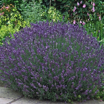 Lavandula angustifolia 'Hidcote' (000811)