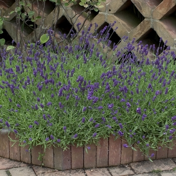 Lavandula angustifolia 'Lady' (000812)