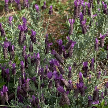 Lavandula dentata '' (000815)