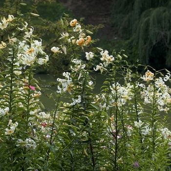 Lilium henryi '' (000826)