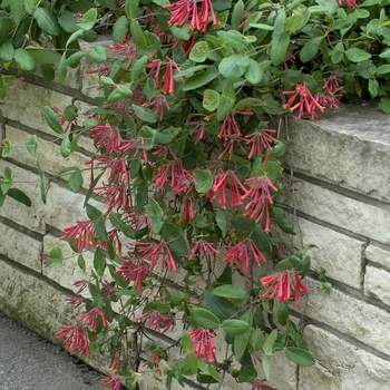 Lonicera sempervirens '' (000831)