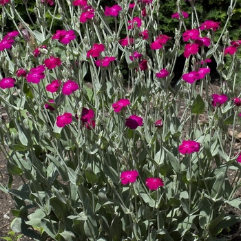 Lychnis coronaria '' (000833)