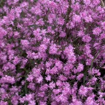 Lychnis flos-cuculi 'Petite Jenny' (000834)