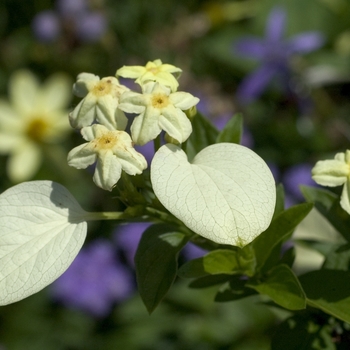 Mussaenda philippica '' (000852)