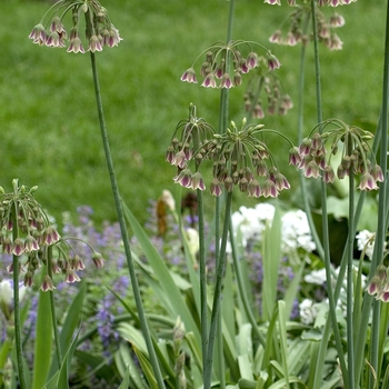 Nectaroscordum siculum '' (000869)