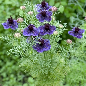 Nigella damascena '' (000876)