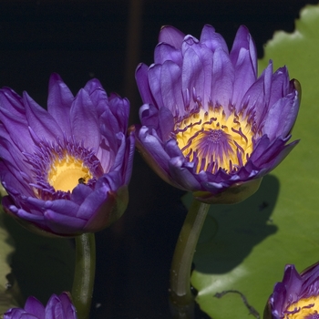 Nymphaea 'Multiple Varieties' (000877)