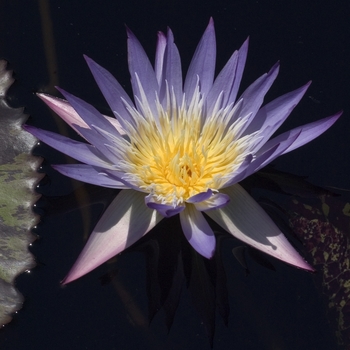 Nymphaea 'Multiple Varieties' (000878)