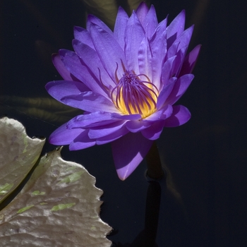 Nymphaea 'Multiple Varieties' (000879)