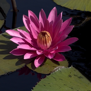 Nymphaea 'Mrs. George C. Hitchcock' (000887)