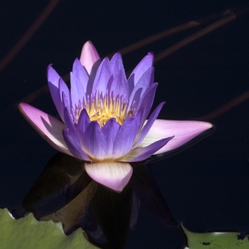 Nymphaea 'Shirley Byrne' (000892)