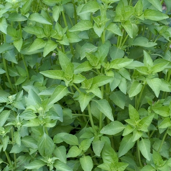 Ocimum basilicum 'Sweet Dani' (000895)