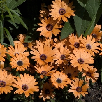 Osteospermum 'Orange Symphony' (000912)