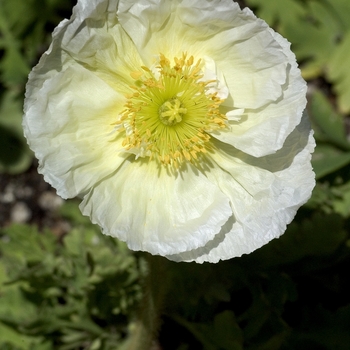 Papaver croceum '' (000927)