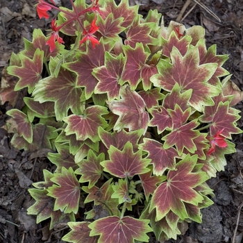 Pelargonium x hortorum 'Vancouver Centennial' (000932)