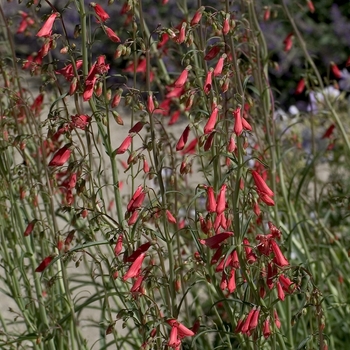 Penstemon barbatus 'Elfin Pink' (000933)