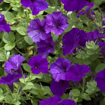 Petunia Wave® 'Blue' (000940)