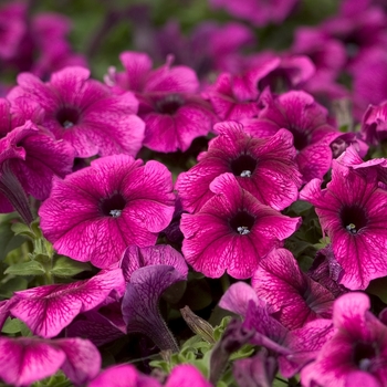 Petunia Madness® 'Plum' (000946)