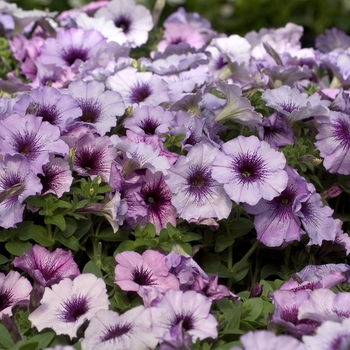 Petunia Madness® 'Plum Crazy Improved' (000947)