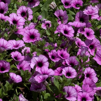 Petunia Surfinia® 'Pink Veined' (000954)