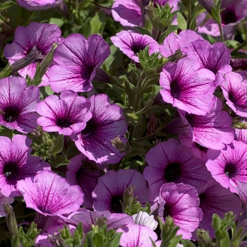 Petunia Surfinia® 'Pink Veined' (000955)