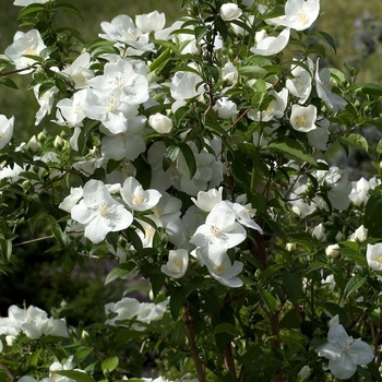 Philadelphus coronarius '' (000960)