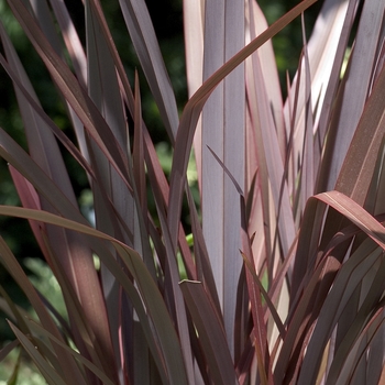 Phormium tenax 'Atropurpureum' (000970)