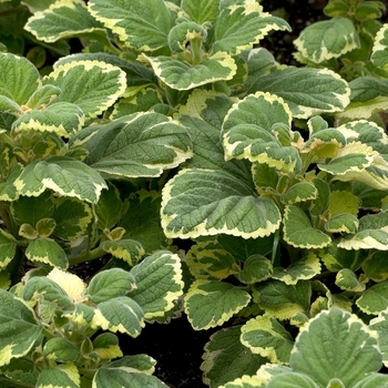 Plectranthus madagascariensis 'Marginatus' (000972)