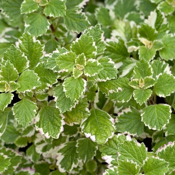 Plectranthus madagascariensis 'Variegatus' (000973)